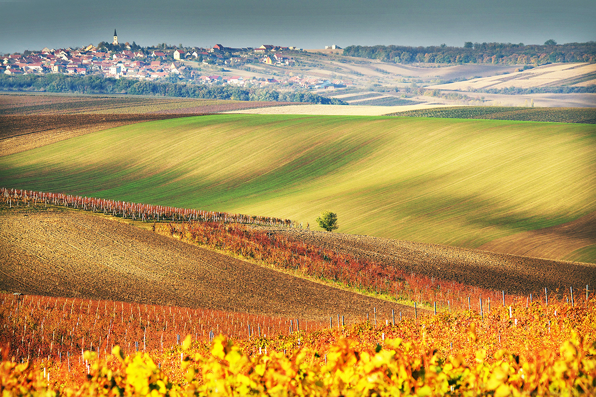 Pozvánka na výstavu D. Jelečka